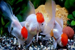 养金鱼的水比较浑浊如何处理，需根据饲养的数量来决定