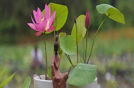 如何防治盆栽荷花叶子发黑腐烂，可移到光照好的环境中