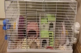 仓鼠的饲养管理方法，环境温度以20-30℃为宜