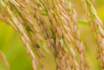 兆优5431水稻栽培技术要点，全生育期139.2天