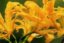 忽地笑的繁殖方法，在园林中可做林下地被花卉