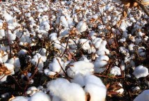 运B259棉花栽培技术要点，转基因抗虫棉杂交品种