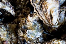 牡蛎哪些部位不可吃，牡蛎的裙边较清晰打开后具有大量汁水