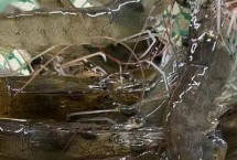 基围虾的养殖方法，250-280元左右一万尾