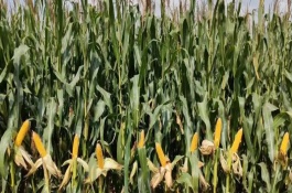 玉米种子如何种植，常见的有伟科702、华农866等