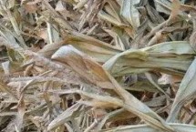 秸秆还田的主要方式，是指农作物成熟脱粒后剩余的茎叶部分