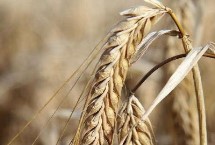 金钻九号小麦栽培技术要点，该品种属冬性早熟品种