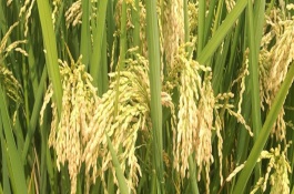 深两优867水稻栽培技术要点，一般7月上中旬播种