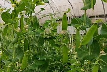 夏天可以种豌豆吗，建议大棚种植