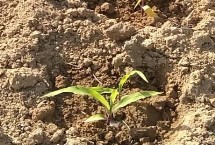 玉米苗期管理方法，约经过15天左右即可移栽