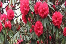 马缨花简介，花朵多数生长在树枝顶部