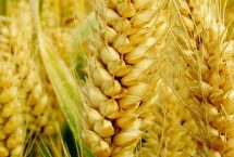 扬麦34小麦栽培技术要点，自然发病鉴定中抗赤霉病