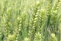 齐民17号小麦栽培技术要点，每亩基本苗15万左右