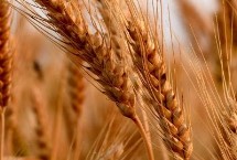 太麦2000小麦栽培技术要点，生育期231天