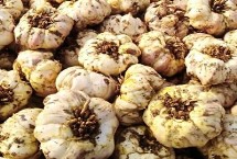 江苏宜兴的特产，宜兴乌米饭是标志性的旅游特产