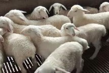 山羊吃什么饲料能快速生长，首先选择合适的品种