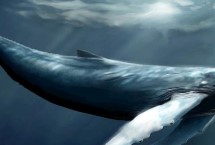 鲸鱼搁浅会死吗，不同品种的体长不同