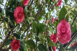 茶花如何换盆，通常在6月份或者7月份进行