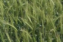 西南26号小麦栽培技术要点，春性常规品种