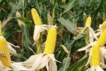 京科426玉米栽培技术要点，中等肥力以上地块种植