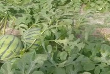 怎么避免西瓜畸形，田间不可缺水也不能出现积水