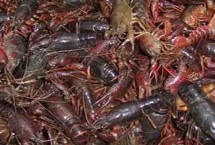 哪里有小龙虾苗批发，劣质虾苗难以成活