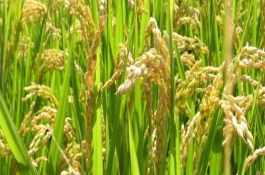 隆两优3248水稻栽培技术要点，每亩大田用种量0千克左右