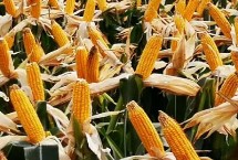 裕育101玉米栽培技术要点，中抗弯孢叶斑病