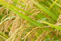 泗稻22号水稻栽培技术要点，力争每亩有效穗达到22万左右