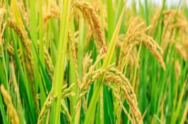 泸优0627水稻栽培技术要点，泸优0627水稻种子简介