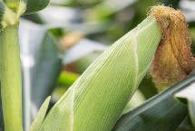 民泰1T玉米栽培技术要点，生育期122天左右