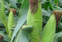 宏育808玉米栽培技术要点，密度4000－4500株/亩