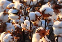 邯棉1026棉花栽培技术要点，生育期122天左右