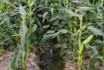 源育309玉米栽培技术要点，播种期6月上中旬