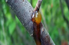 桃树流胶病的病因，冬季做好防寒措施