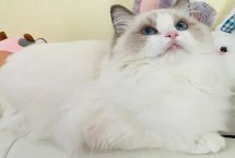 布偶猫感冒的原因，普通感冒和病毒性感冒症状不同