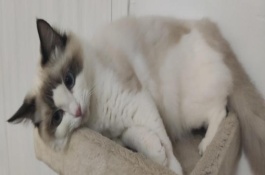 怎样治疗猫鼻支，前者会出现流泪和打喷嚏等症状、后者具有流涕和呼吸异常等表现