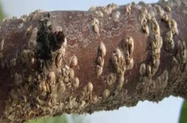 常见的猕猴桃病虫害怎么防治，冬季清园并喷施石硫合剂可减轻翌年为害