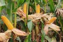 大豆玉米套种最佳行距，稀播有助于增加单株结荚量