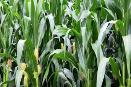 胶玉1号玉米栽培技术要点，夏播生育期105天