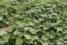 龙须菜收获时间，株高达到10厘米时要进行二次间苗