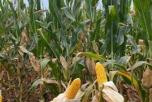 糯特娇玉米栽培技术要点，种植密度不宜过大