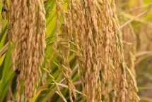 23两优603水稻栽培技术要点，全生育期为136.4天