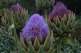 洋蓟的简介，一斤需要10-18元左右