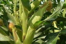 新谷玉219玉米栽培技术要点，适宜播种期4月下旬—5月上旬