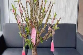 蟠桃树盆栽能在室内栽吗，可以但是不推荐