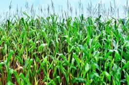鑫海158玉米栽培技术要点，4月28日至5月13日播种