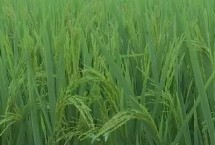 荃9优巴丝香水稻栽培技术要点，全生育期110.3天