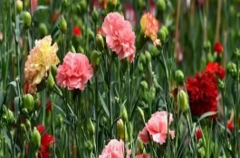 康乃馨花期如何养护，喜欢凉爽的环境