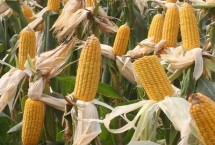 正昊玉105玉米栽培技术要点，中抗轮枝镰孢穗腐病